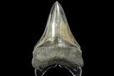 Serrated, Lower Megalodon Tooth - Killer Tooth #139350-2